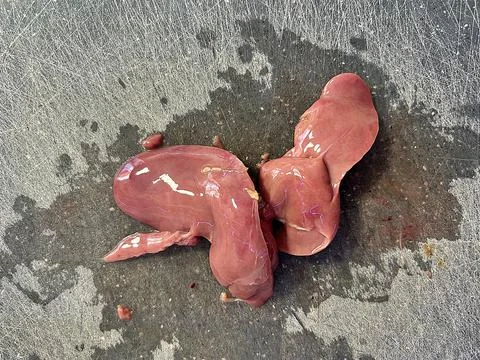 Fresh liver Stock Photos