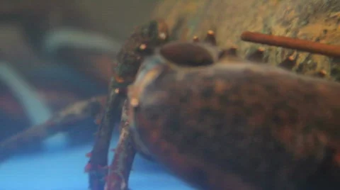 Fresh Lobster Stock Footage 648011