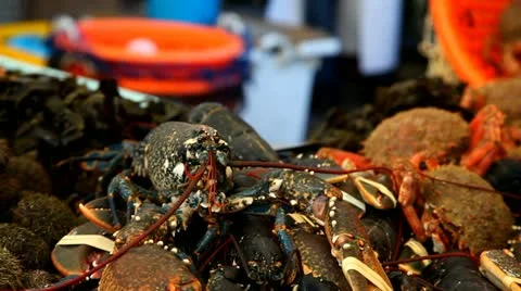 Fresh Lobster Stock Footage 10888150