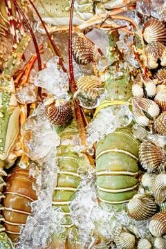 Fresh Lobsters and Shellfish on Ice Stock Photos