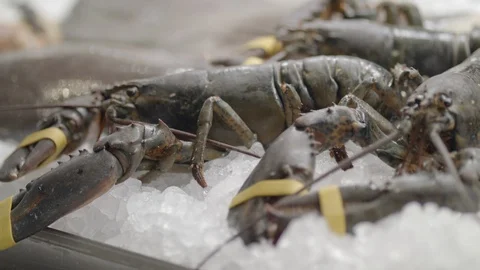 Fresh Lobsters On Ice Moving Displayed At The Seafood Restaurant Next To Other Video stock 113275341