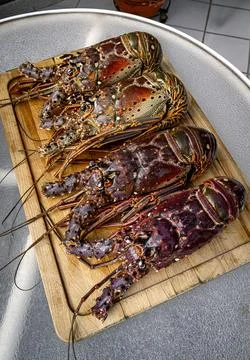 Fresh lobsters on kitchen table. Stock Photos