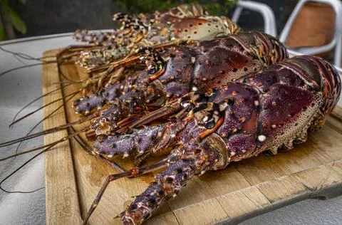 Fresh lobsters on kitchen table. Stock Photos