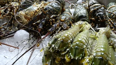 Fresh lobsters on stall Stock-Footage 133513124