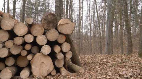Fresh logs in a forest in winter time Stock Footage 124931546