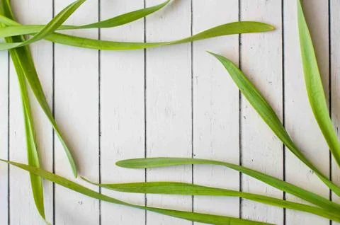 Fresh long grass frame a rustic wooden background, making perfect copyspace for Stock Photos