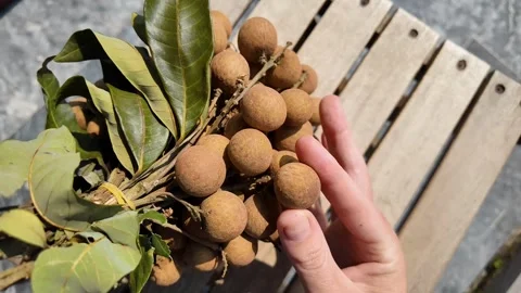 Fresh Longan Branch in Hand Stock Footage 306919448
