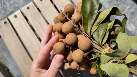 Fresh Longan Fruit Bunch Harvest Stock Footage 306919470