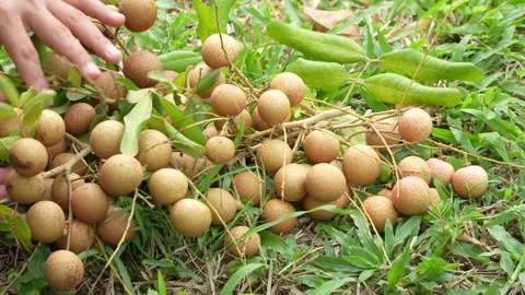 Fresh Longan Fruit Bunches Placed Down On Green Orchard Grass Stock-Footage 337241886