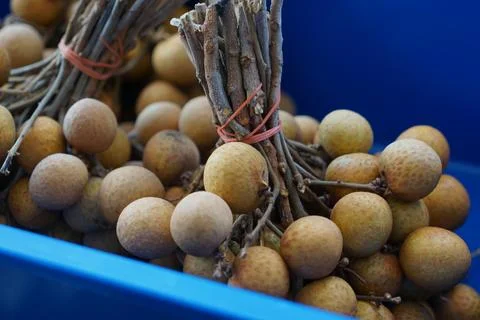 Fresh Longan Fruit Bundled In Container Stock Photos