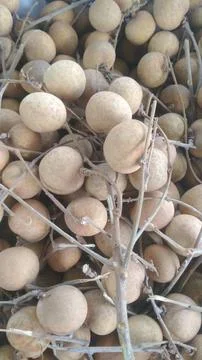 Fresh longan fruit Stock-Fotos