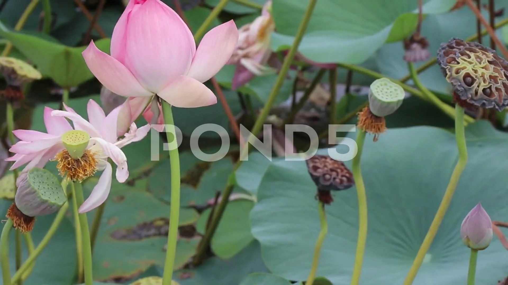 lotus flower blooming stages