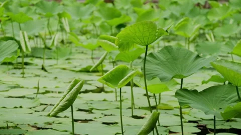 Fresh lotus leaves creating tranquil scene in Shanghai People's Park aquatic Vídeo Stock 337631389
