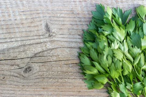 Fresh lovage Stock Photos
