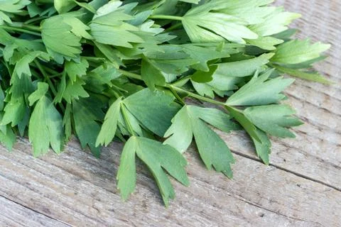 Fresh lovage Stock Photos