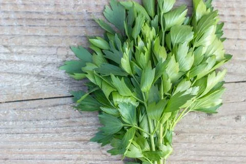 Fresh lovage Stock Photos