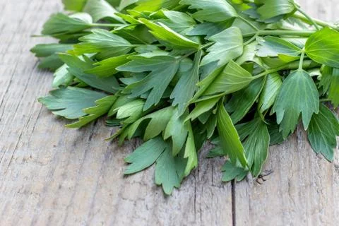 Fresh lovage Stock Photos