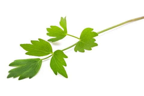 Fresh lovage Stock Photos