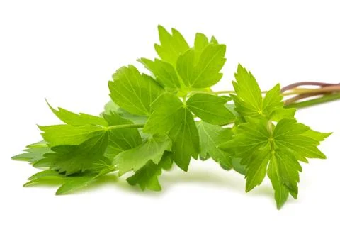 Fresh lovage Stock Photos