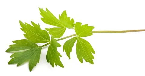Fresh lovage Stock Photos