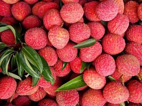 Fresh Lychee Fruit 스톡 사진