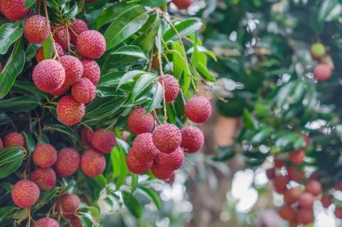 Fresh lychee Stock Photos