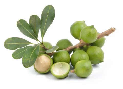 Fresh macadamia nut on white background Stock Photos