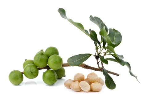 Fresh macadamia nut on a white background Stock Photos