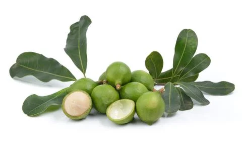 Fresh macadamia nut on white background Stock Photos