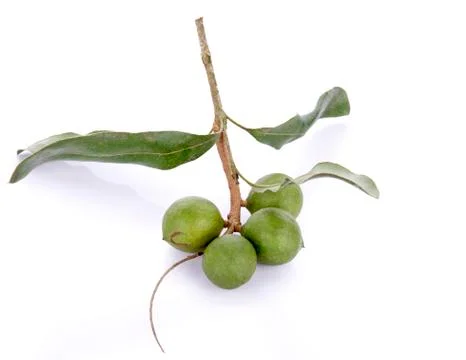 Fresh macadamia nut on white background Stock Photos