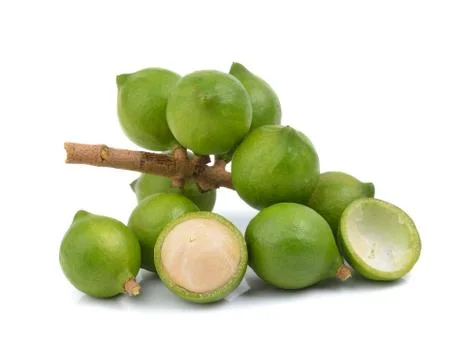Fresh macadamia nut on white background Stock Photos