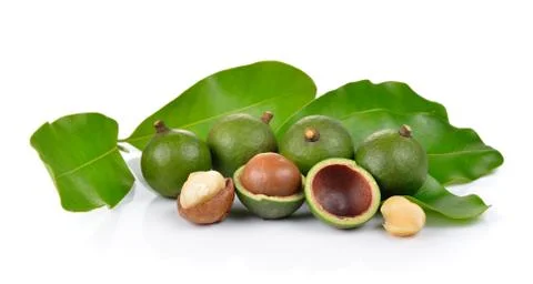Fresh macadamia nut on a white background Stock Photos