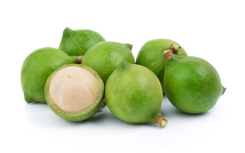 Fresh macadamia nut on a white background Stock Photos
