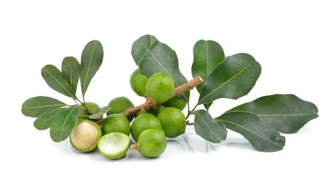 Fresh macadamia nut on white background Stock Photos