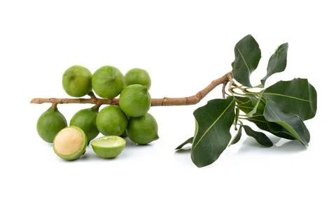 Fresh macadamia nut on white background Stock Photos