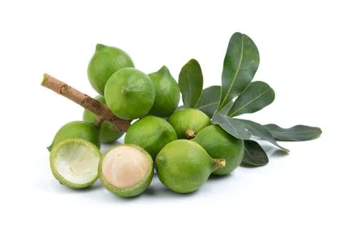 Fresh macadamia nut on white background Stock Photos