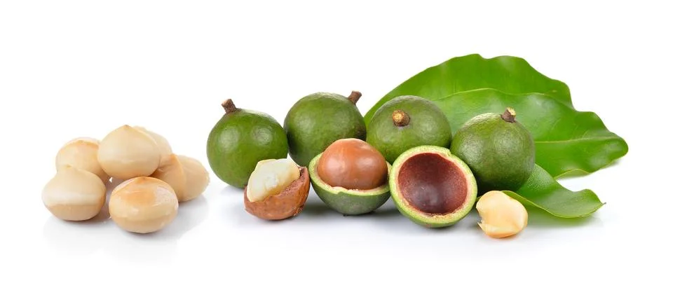Fresh macadamia nut on a white background Stock Photos