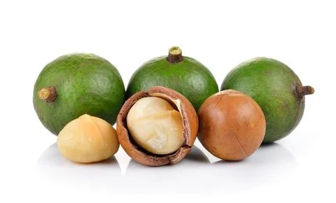 Fresh macadamia nut on a white background Stock Photos