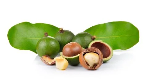 Fresh macadamia nut on a white background Stock Photos