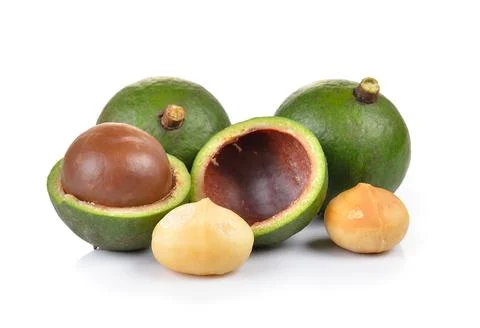 Fresh macadamia nut on a white background Stock Photos