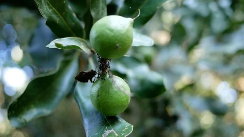 Fresh macadamia nuts hanging on its tree in the plantation. Stock Footage 123942376