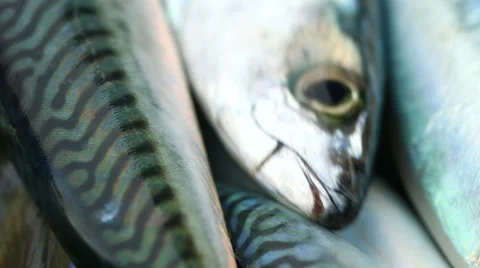 Fresh Mackerel Catch Close Up Stock Footage 48422123