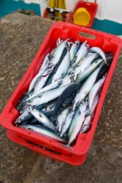 Fresh mackerel catch Stock Photos