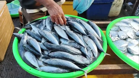 Fresh mackerel fish displayed in a green basin at a traditional seafood market. Stock Footage 336646580