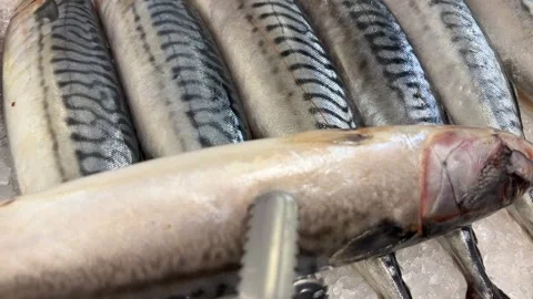 Fresh Mackerel Fish Stock Footage 295815843