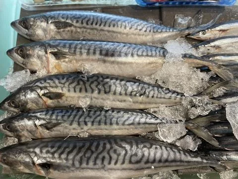 Fresh Mackerel Fish on Ice in Market Stock Photos
