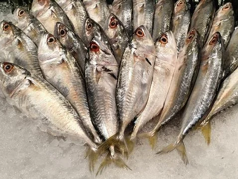 Fresh mackerel fish on ice Stock Photos
