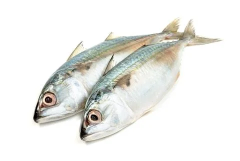 Fresh mackerel fish isolated on white background Stock Photos
