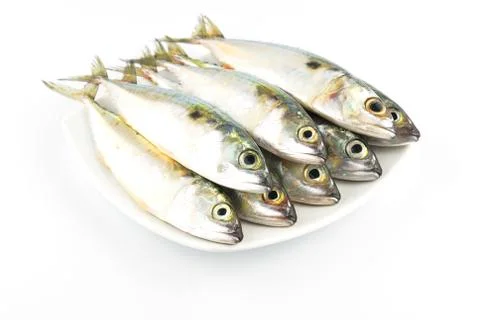 Fresh mackerel fish Stock Photos