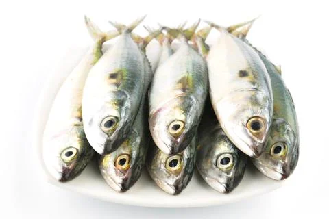 Fresh mackerel fish Stock Photos